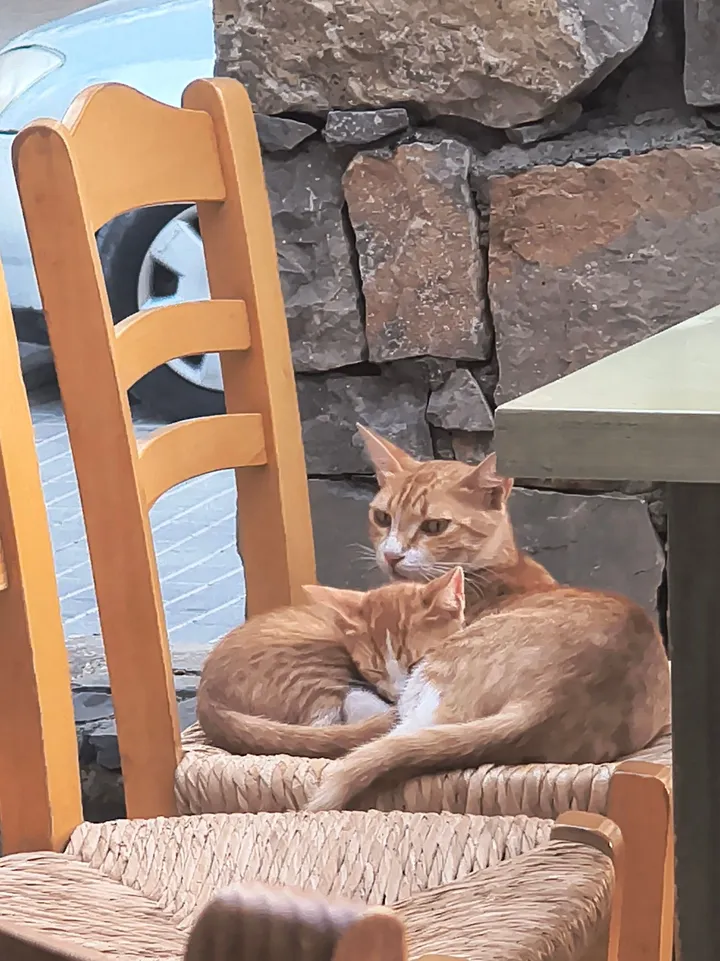 Zwei rote Straßenkatzen, die es sich auf den Stühlen des Petousis Restaurants bequem gemacht haben